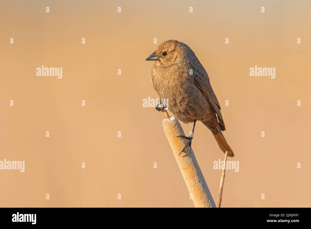 brown-headed cowbird (Molothrus ater), female perched on a bullrush, Canada, Manitoba, Riding Mountain National Park Stock Photo