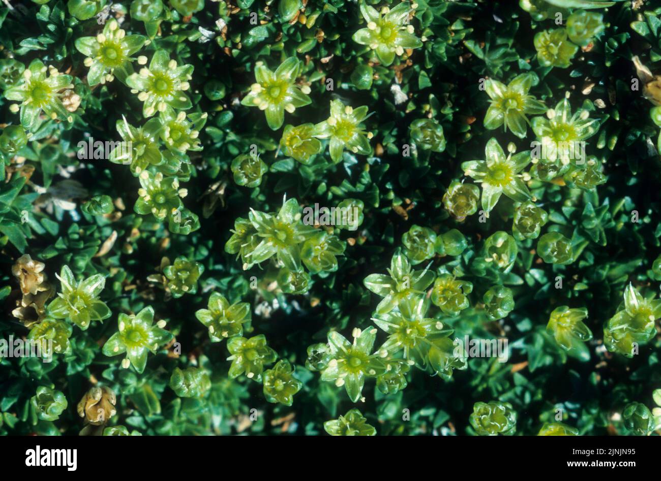 cyphel (Minuartia sedoides, Cherleria sedoides), blooming, Austria Stock Photo