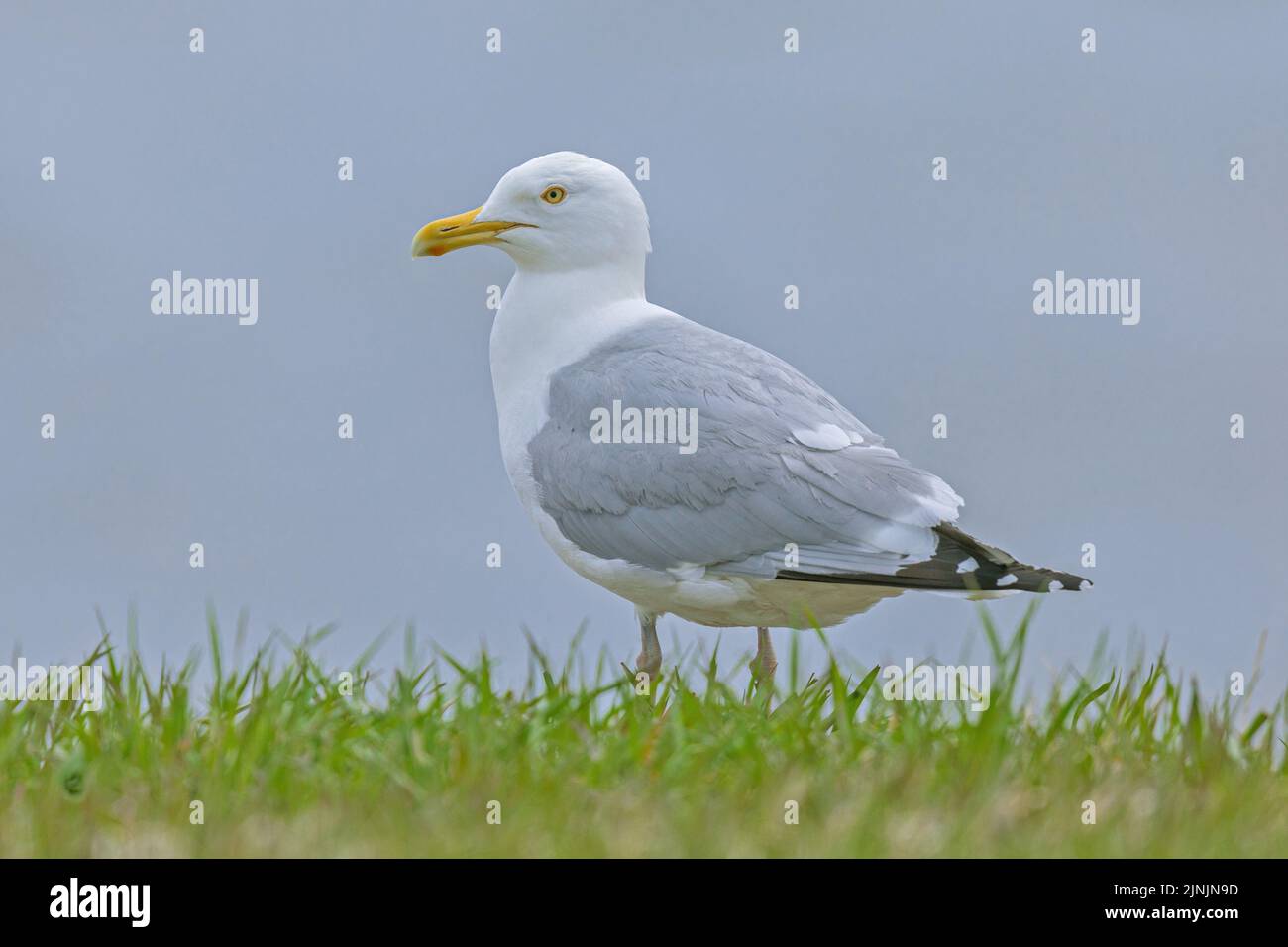 American Herring Gull, Smithsonian gull (Larus smithsonianus), perching in a meadow in breeding plumage, side view, Canada, Manitoba, Stock Photo