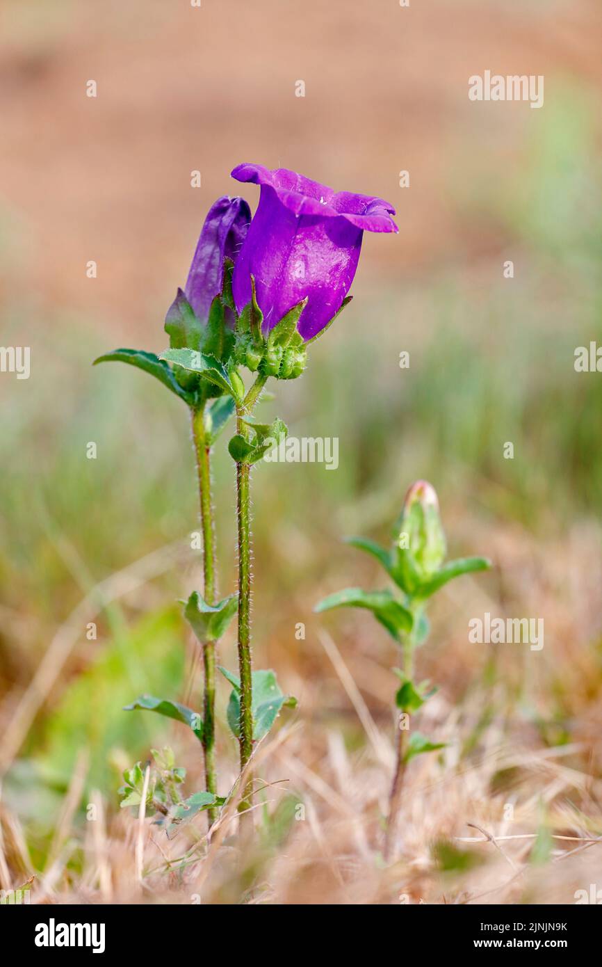 Canterbury bells, Canterbury bellflower (Campanula medium), blooming Stock Photo