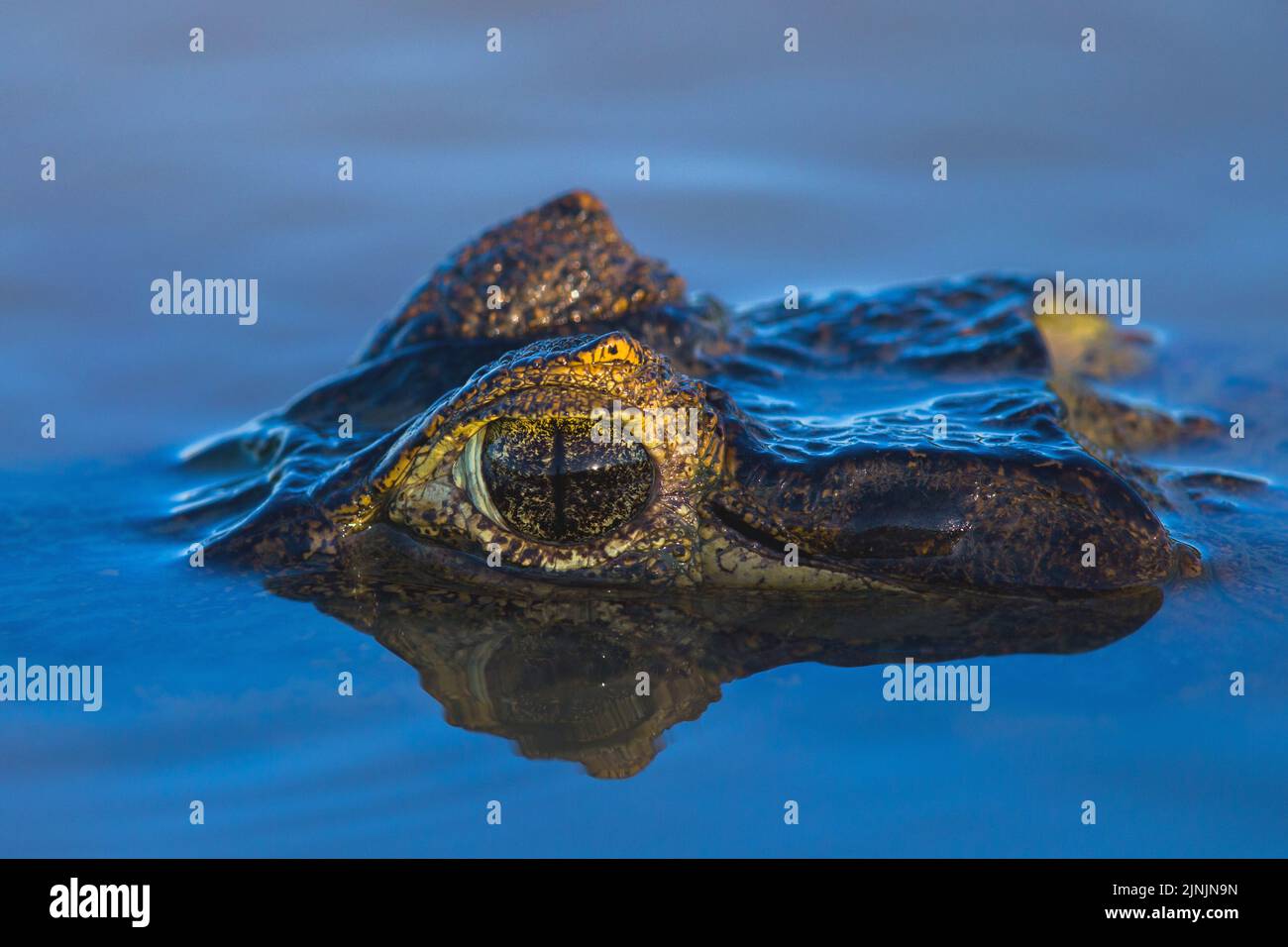 spectacled caiman (Caiman crocodilus), partial portait in water with mirror image, Brazil, Pantanal Stock Photo