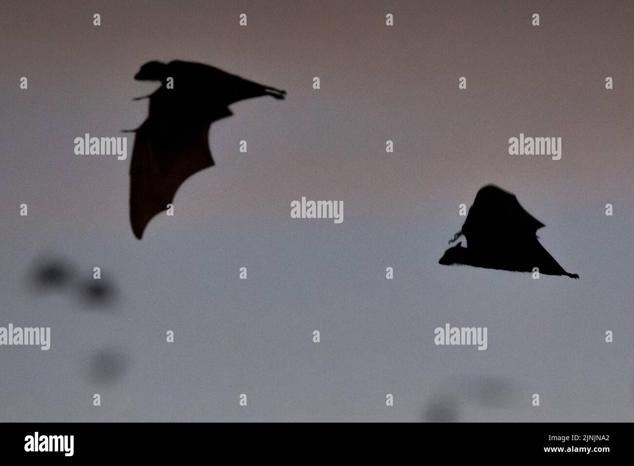 black fruit bat, black flying fox (Pteropus alecto), black fruit bats in flight in the evening sky, silhouette, Australia, Northern Territory, Stock Photo