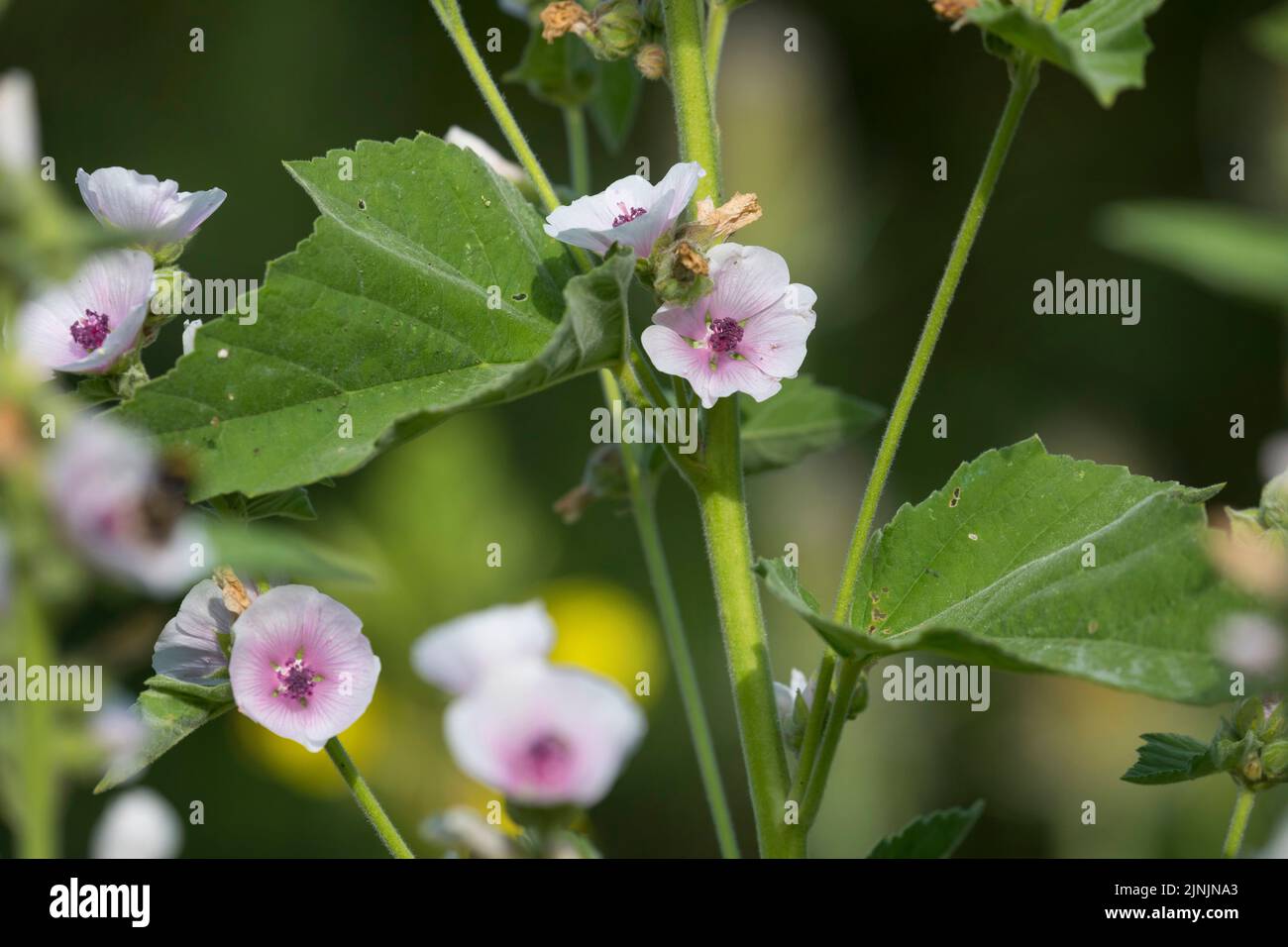 common marshmallow, common marshmallow (Althaea officinalis), blooming Stock Photo Alamy