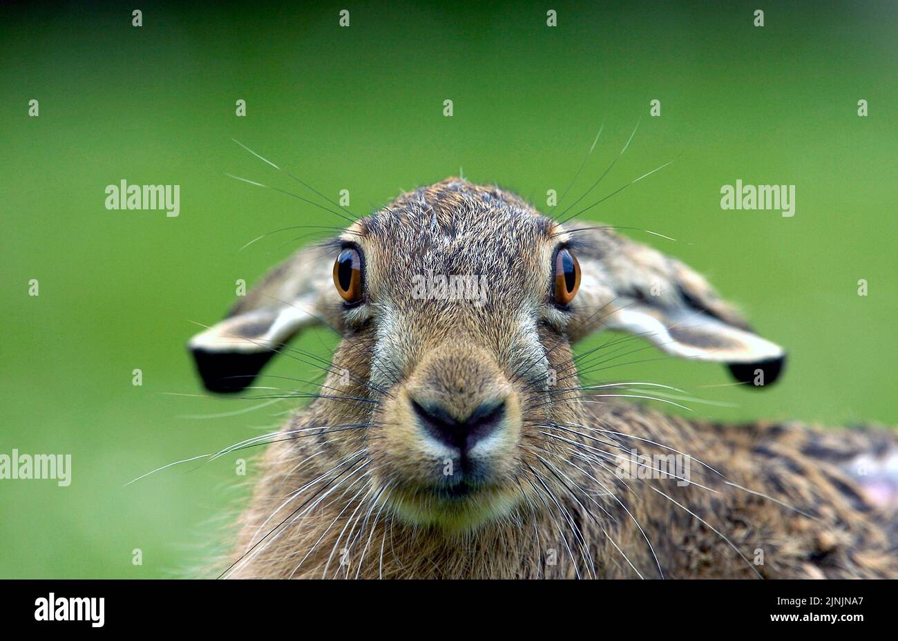 European hare, Brown hare (Lepus europaeus), anxious pup, Germany Stock Photo
