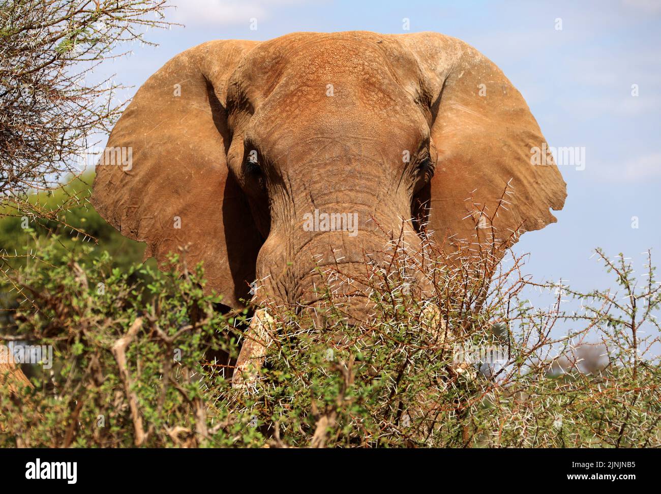 Nairobi. 28th July, 2022. Photo taken on July 28, 2022 shows an elephant at Tsavo National Park in Kenya. World Elephant Day falls on Aug. 12. It is an annual event to raise people's awareness on elephant conservation. Credit: Dong Jianghui/Xinhua/Alamy Live News Stock Photo