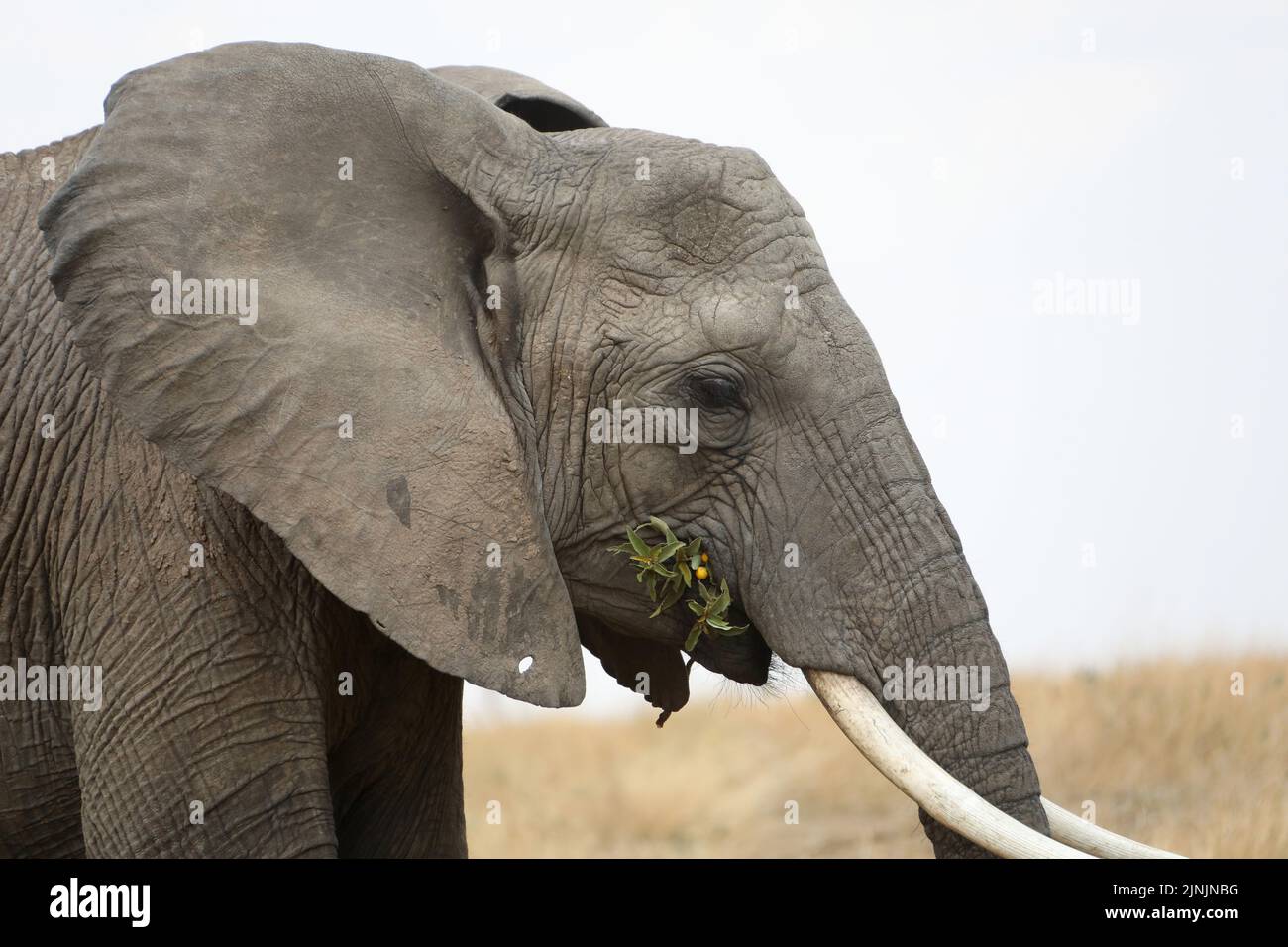 Nairobi. 31st Aug, 2021. Photo taken on Aug. 31, 2021 shows an elephant at Maasai Mara National Reserve in Kenya. World Elephant Day falls on Aug. 12. It is an annual event to raise people's awareness on elephant conservation. Credit: Dong Jianghui/Xinhua/Alamy Live News Stock Photo
