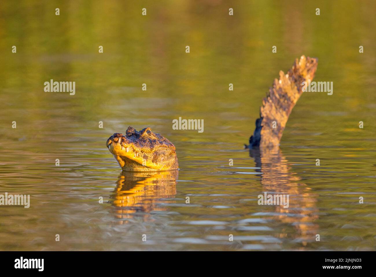 spectacled caiman (Caiman crocodilus), swimming in water, Brazil, Pantanal Stock Photo