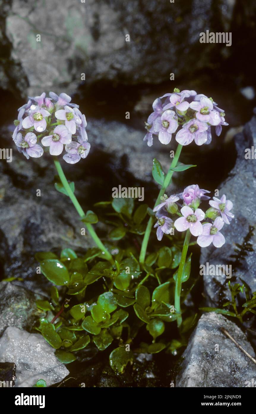 round-leaved pennycress (Thlaspi rotundifolium, Noccaea rotundifolia), blooming, Austria Stock Photo
