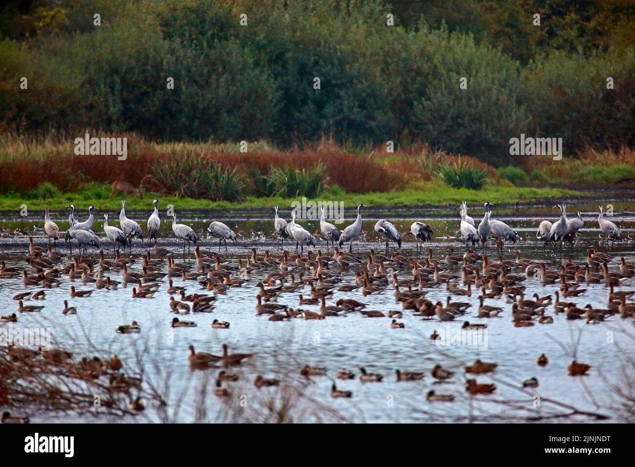 Common crane, Eurasian Crane (Grus grus), cranes, been geese(Anser fabalis) and greater white-fronted geese (Anser albifrons) at resting place, Stock Photo