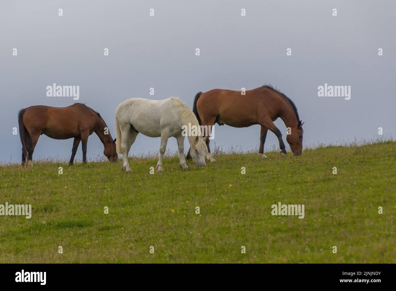 Three brown horses eat grass hi-res stock photography and images - Alamy