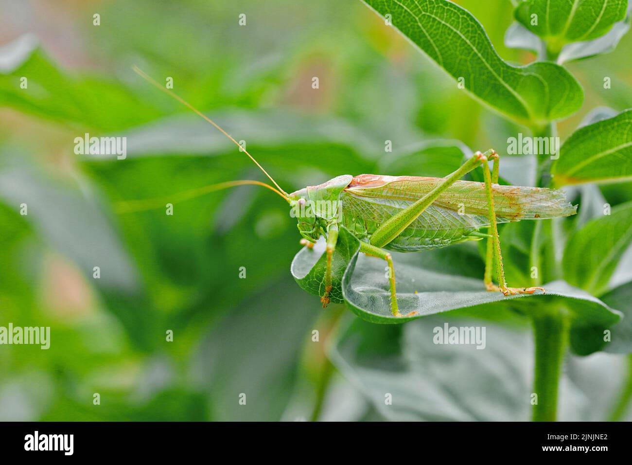 Great Green BushCricket, Green BushCricket (Tettigonia viridissima
