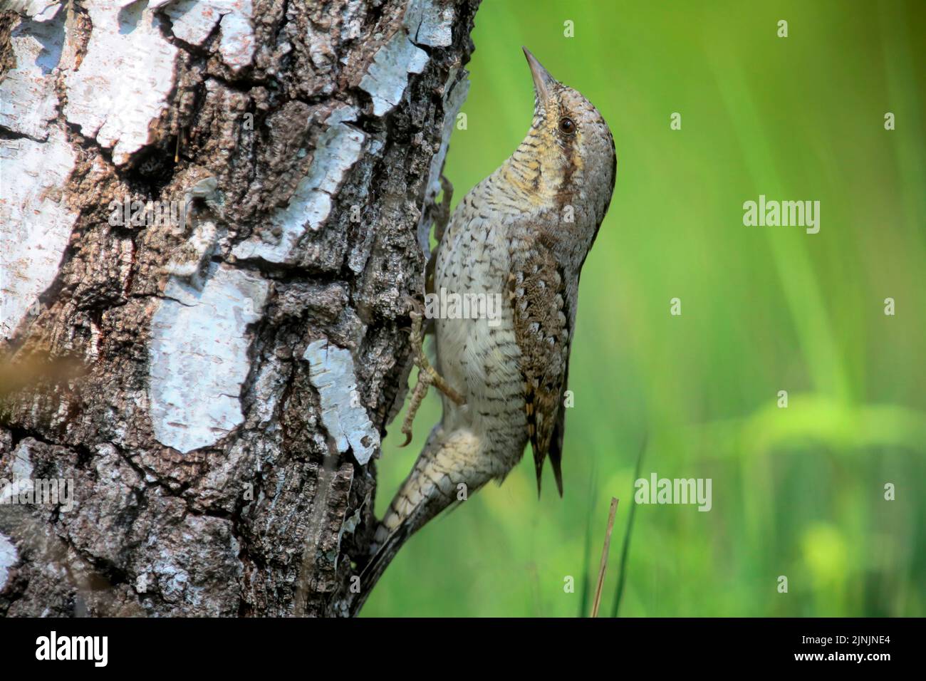 northern wryneck (Jynx torquilla), perching at a birch trunk, side view, Germany Stock Photo
