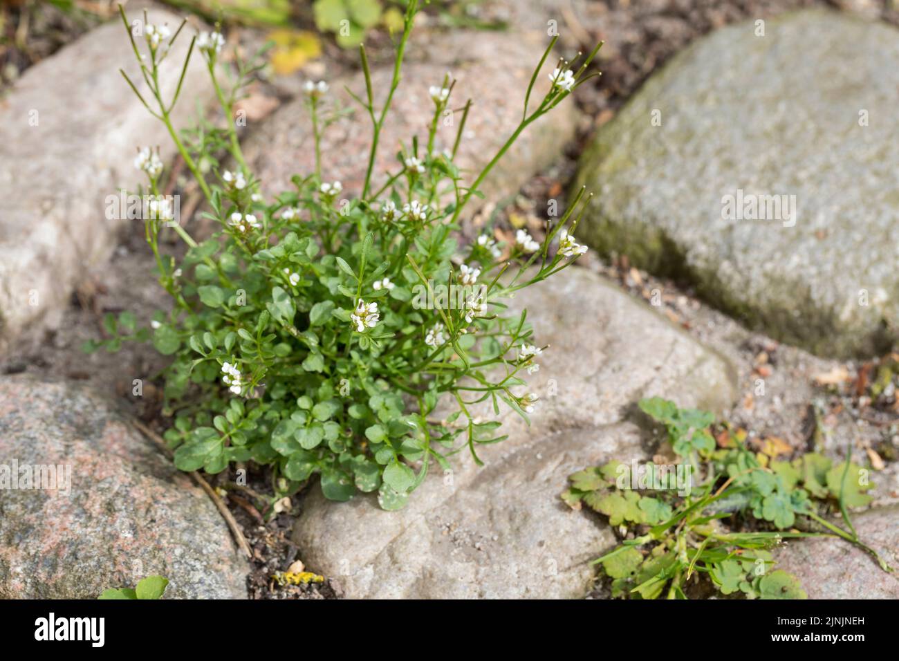 Hairy bitter-cress (Cardamine hirsuta), growing among cobbling stones in the city, Germany Stock Photo