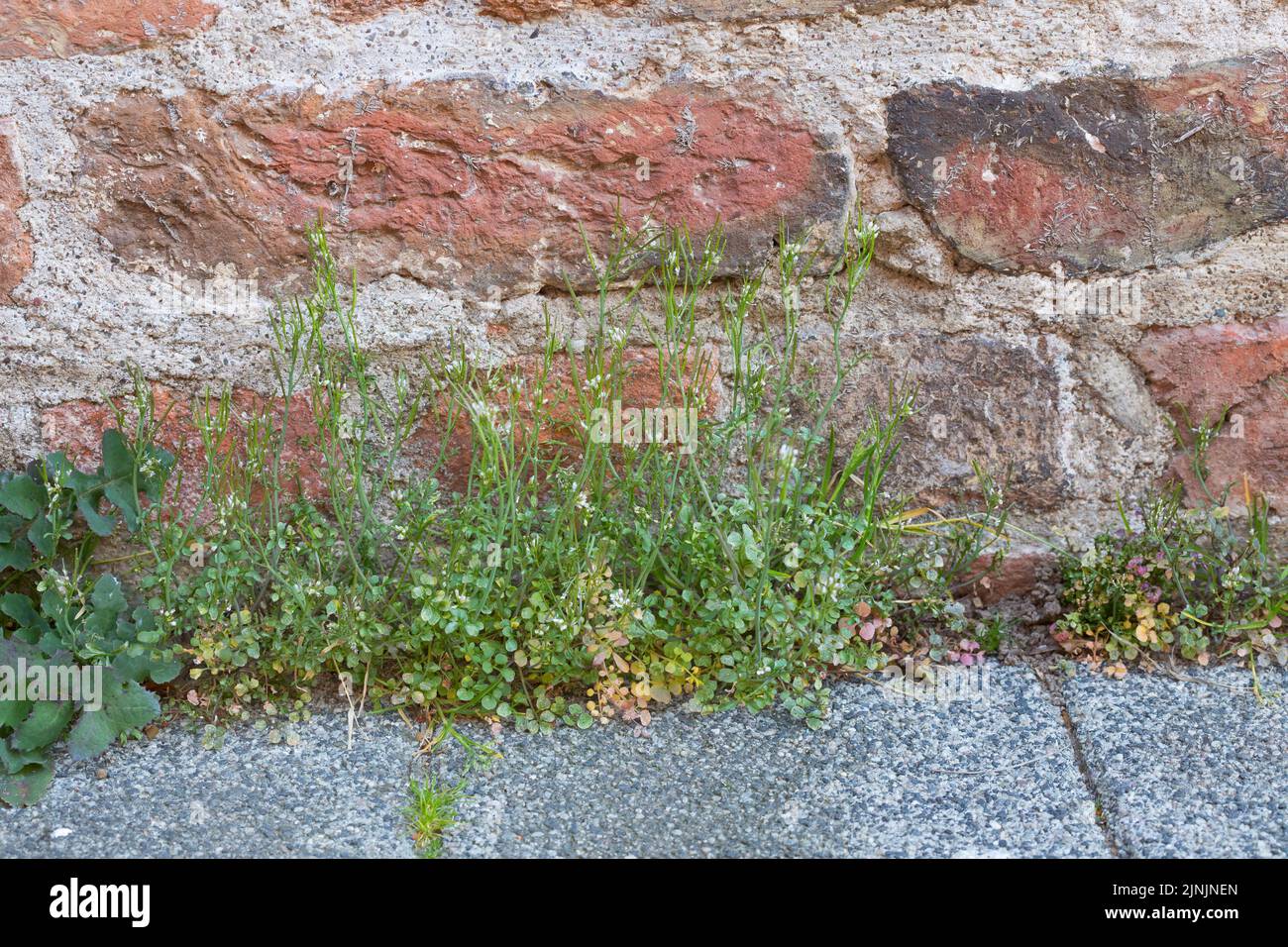 Hairy bitter-cress (Cardamine hirsuta), growing at a wall in the town, Germany Stock Photo