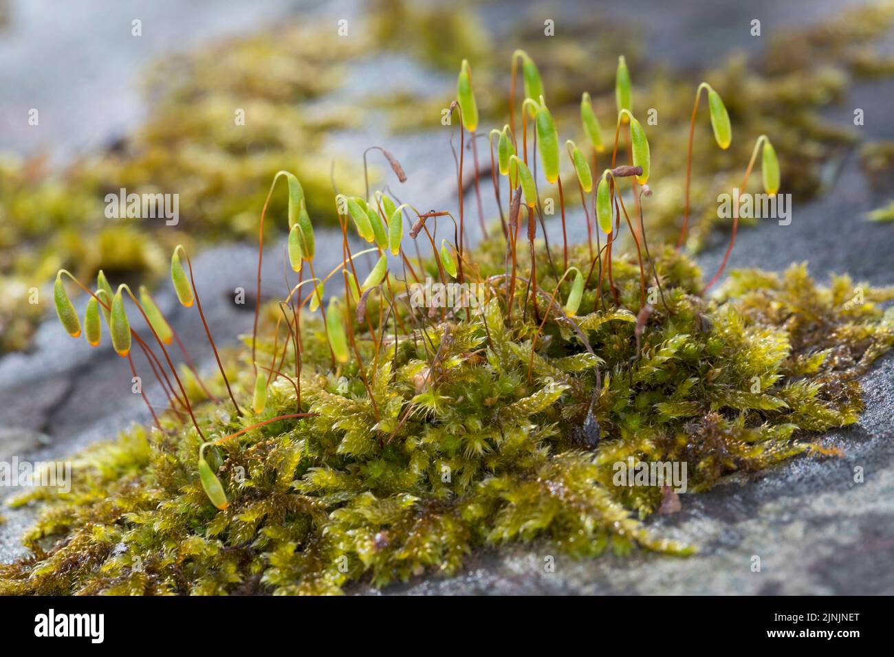 Capillary Thread-moss (Bryum capillare, Ptychostomum capillare), thread-moss amongst Hypnum cupressiforme on a stone wall, Germany Stock Photo