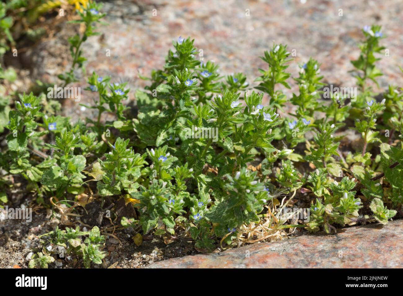 common speedwell, corn speedwell, wall speedwell (Veronica arvensis), grows in a pavin gap, Germany Stock Photo