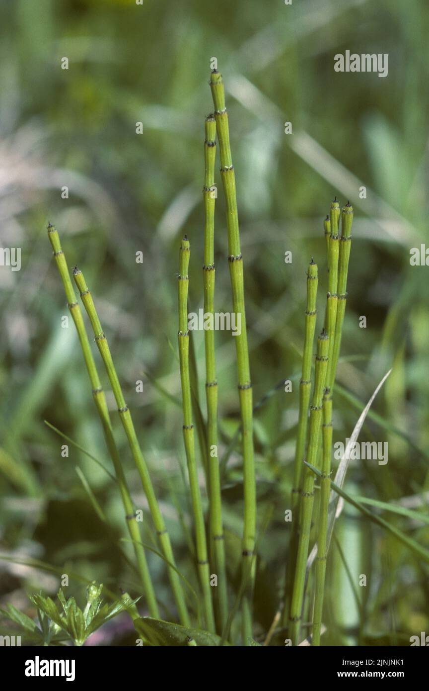 variegated horsetail, variegated scouring-rush (Equisetum variegatum), sprouts, Germany Stock Photo