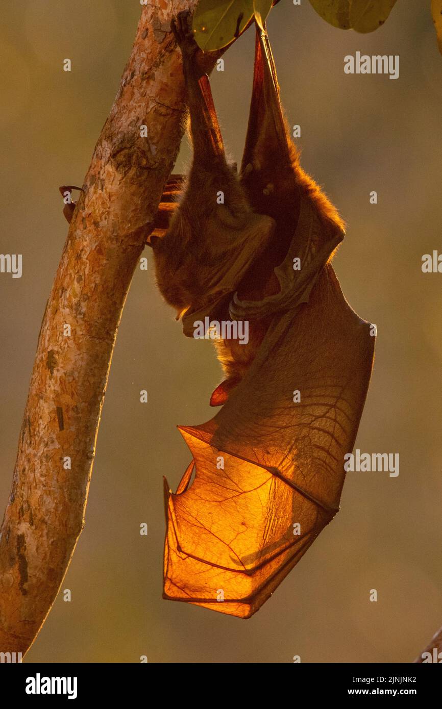 black fruit bat, black flying fox (Pteropus alecto), hanging upside down from a branch, side view, Australia, Northern Territory, Nitmiluk National Stock Photo