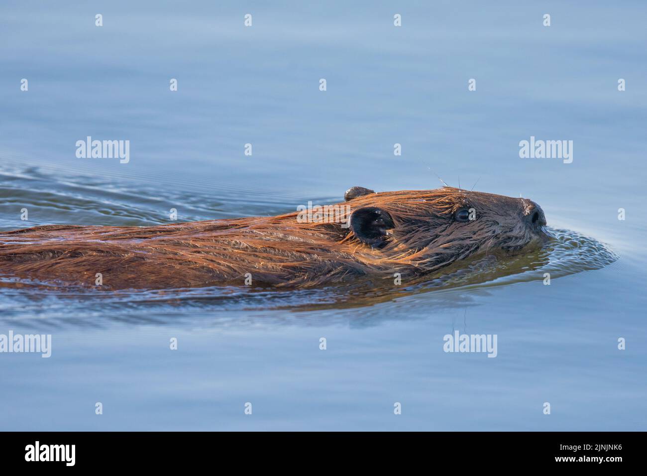 North American beaver, Canadian beaver (Castor canadensis), swimming, side view, Canada, Manitoba, Riding Mountain National Park Stock Photo