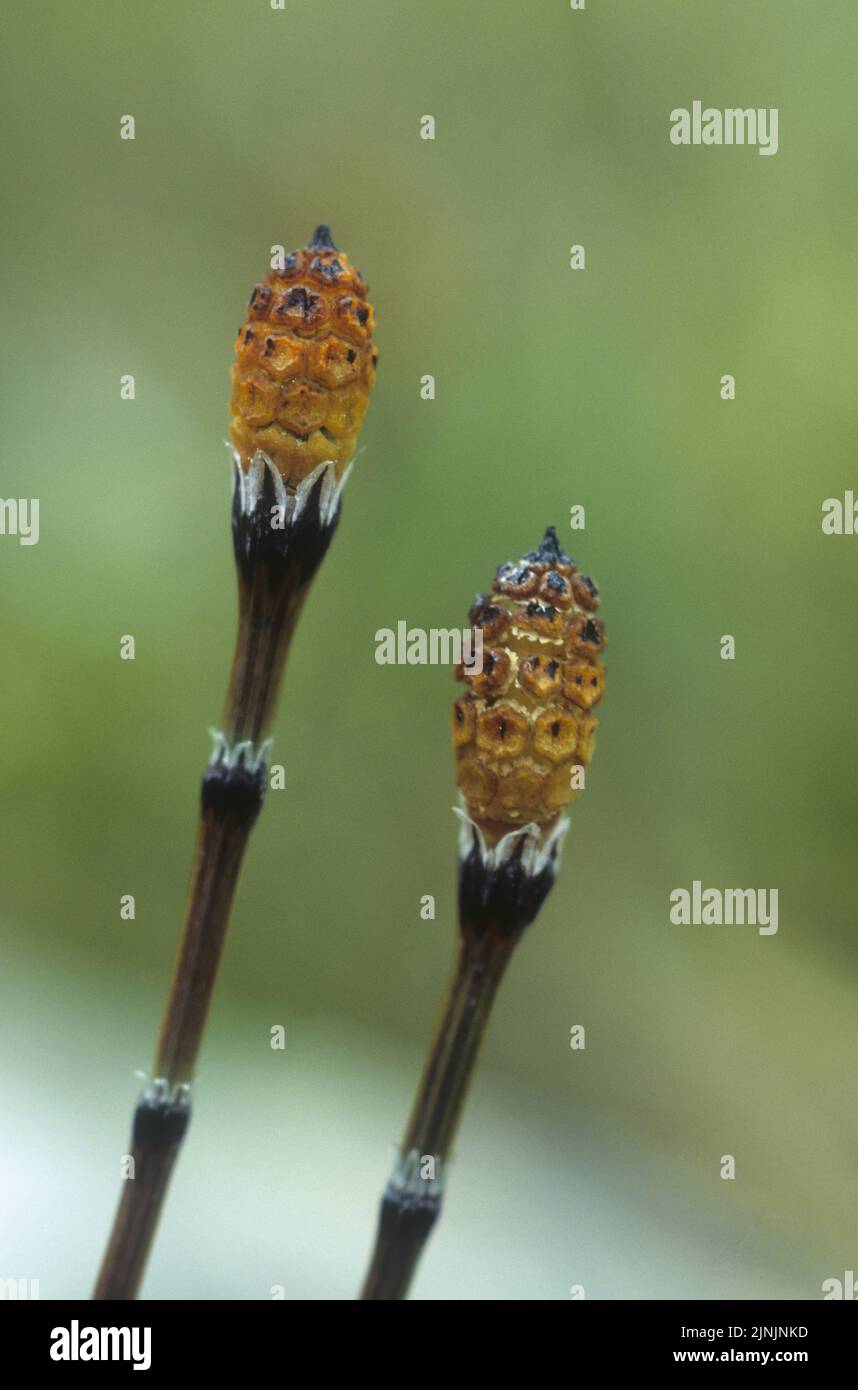 variegated horsetail, variegated scouring-rush (Equisetum variegatum), sporangia spikes, Germany Stock Photo