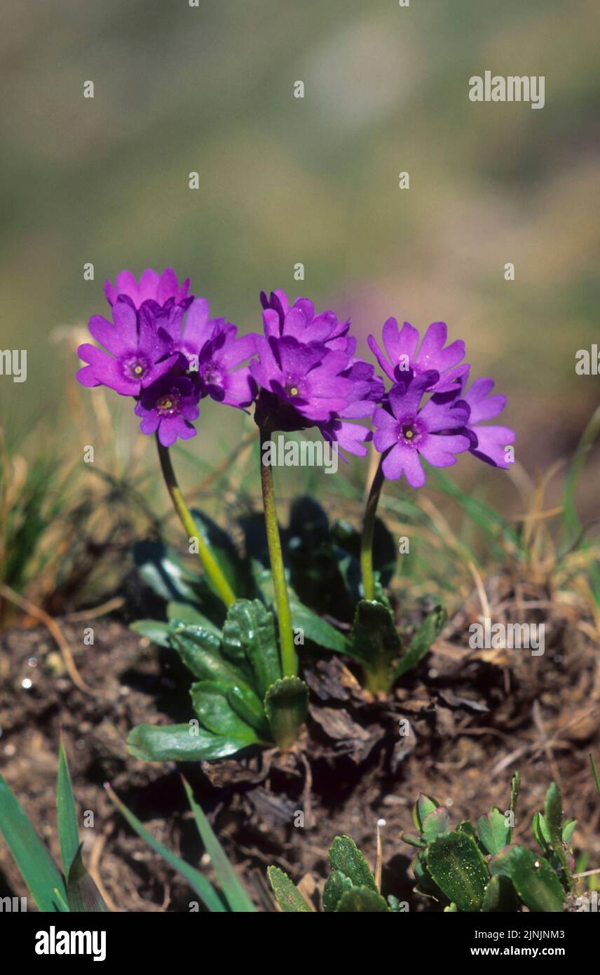 Glutinosa Primrose (Primula glutinosa), blooming, Austria Stock Photo