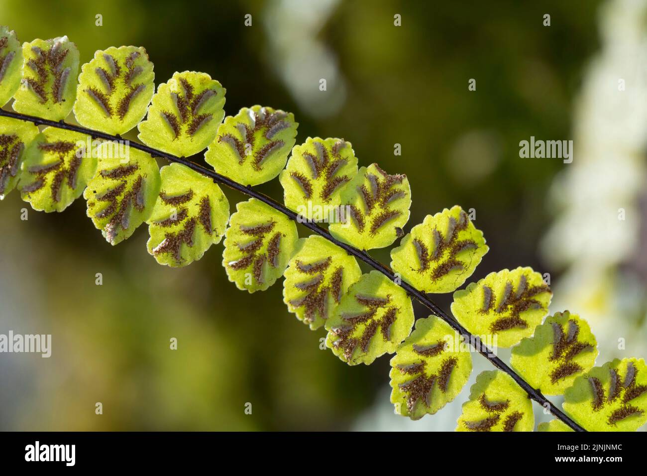 Maidenhair spleenwort, Common maidenhair (Asplenium trichomanes), sporangia in sori on the underside of the leaf, Germany Stock Photo