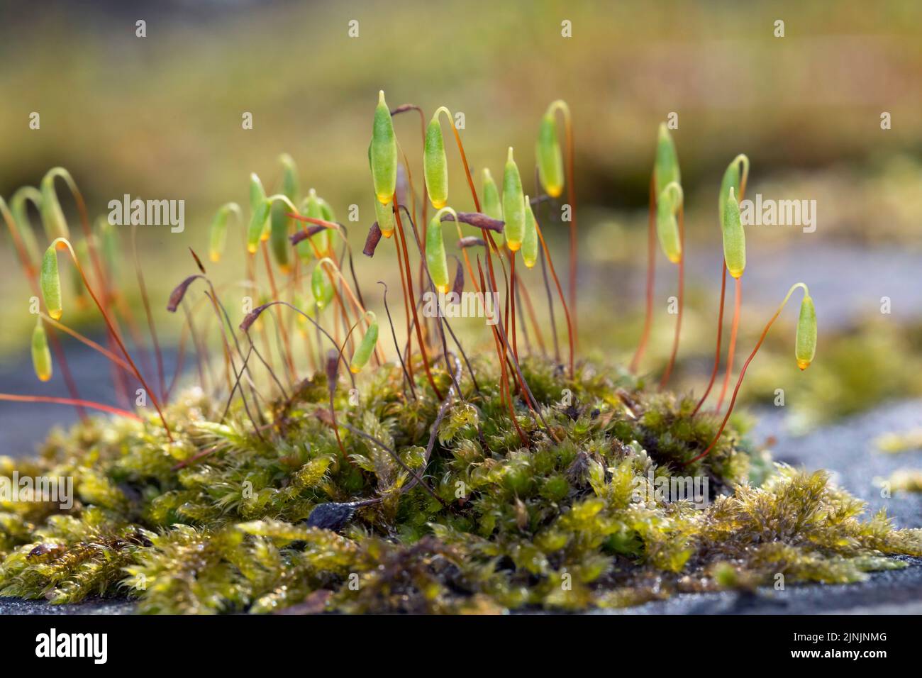 Capillary Thread-moss (Bryum capillare, Ptychostomum capillare), thread-moss amongst Hypnum cupressiforme on a stone wall, Germany Stock Photo