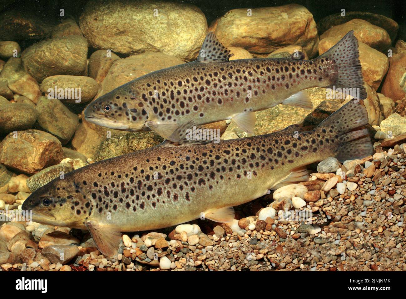 lake trout (Salmo trutta lacustris), male and female above spawning well, Germany, Bavaria Stock Photo