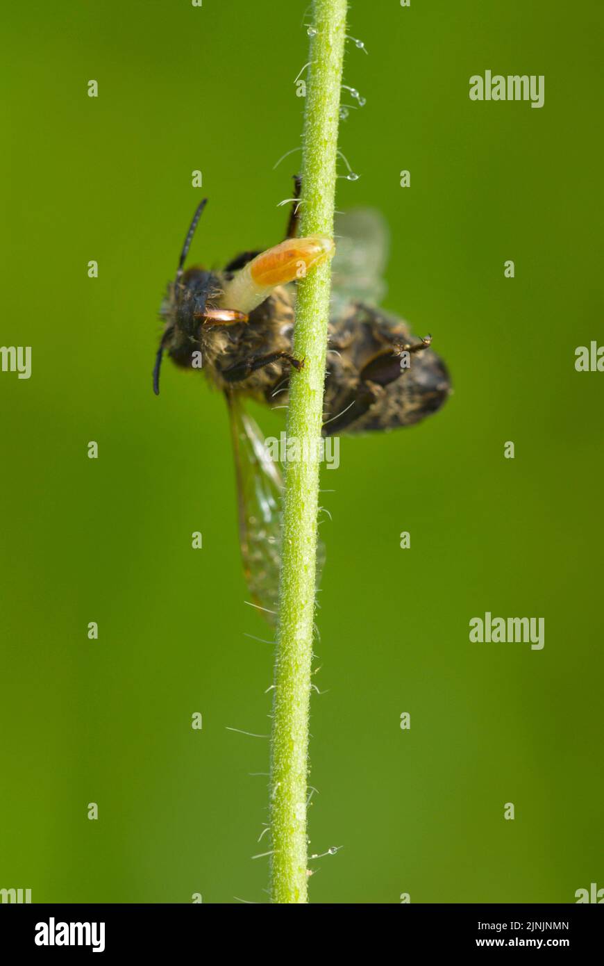 a parasite creeps out of a bee's mouth onto the stem on which the bee ...