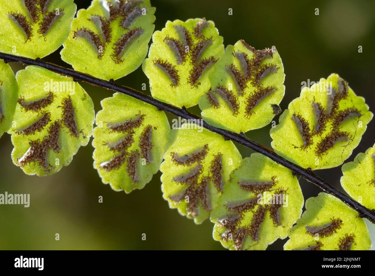 Maidenhair spleenwort, Common maidenhair (Asplenium trichomanes), sporangia in sori on the underside of the leaf, Germany Stock Photo