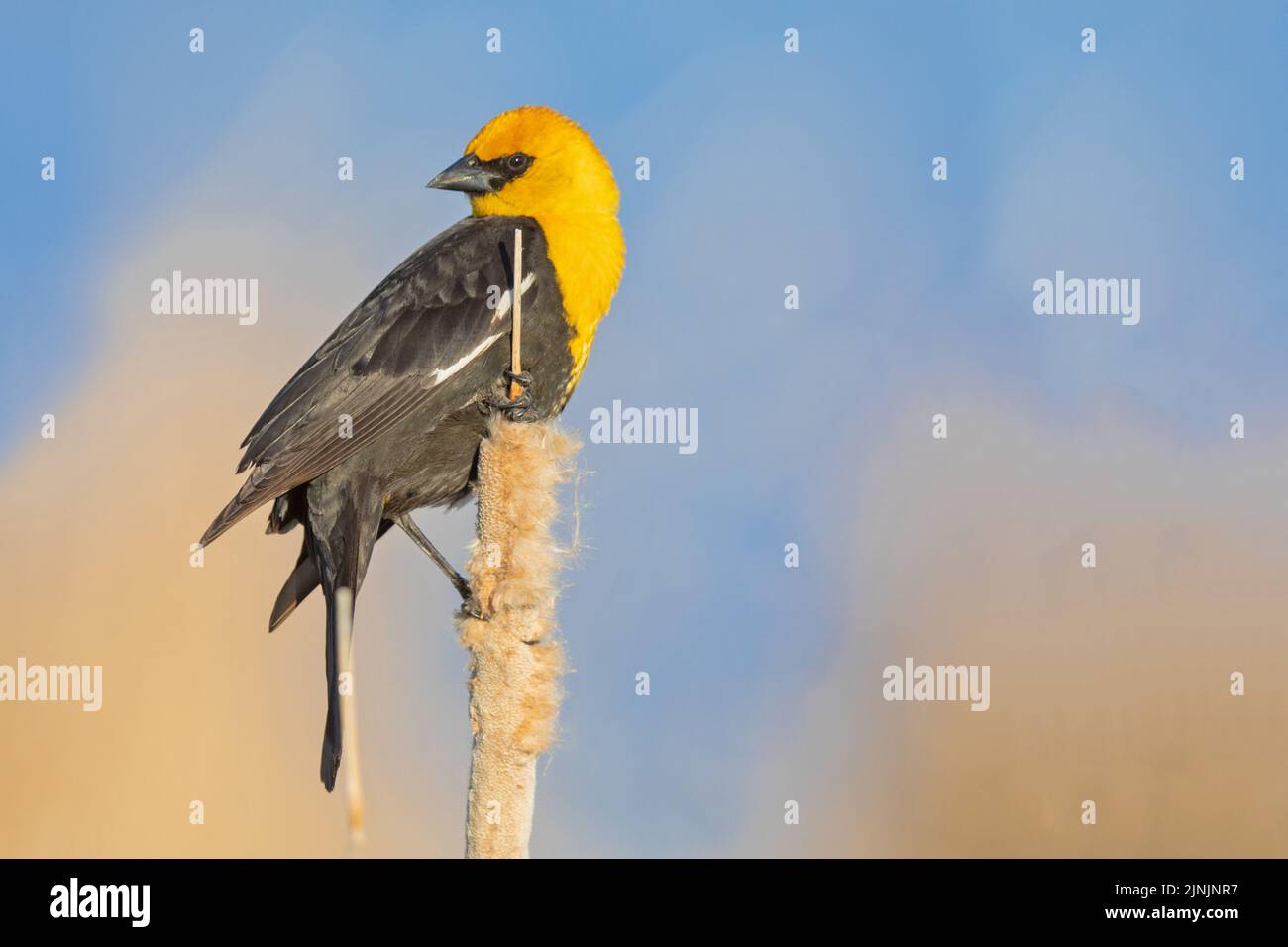 yellow-headed blackbird (Xanthocephalus xanthocephalus), male perched on a bullrush, Canada, Manitoba, Oak Hammock Marsh Wetland Stock Photo