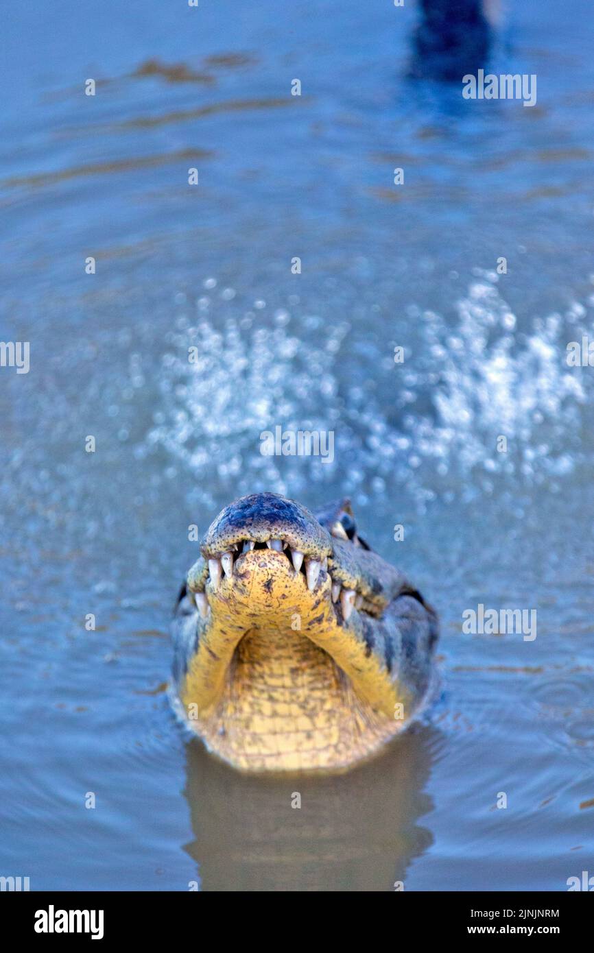spectacled caiman (Caiman crocodilus), swimming in water, portrait, Brazil, Pantanal Stock Photo