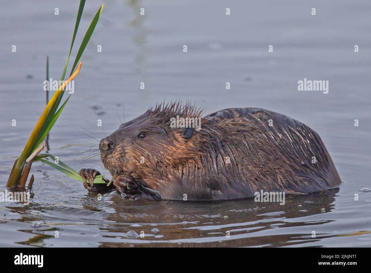 North American beaver, Canadian beaver (Castor canadensis), feeding in shallow water, side view, Canada, Manitoba, Riding Mountain National Park Stock Photo