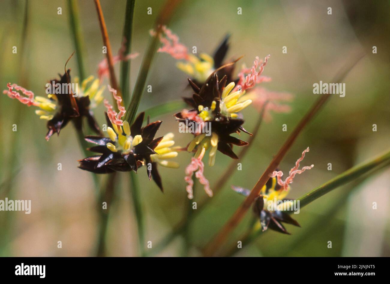 Jacquins Rush (Juncus jacquinii), blooming, Germany Stock Photo