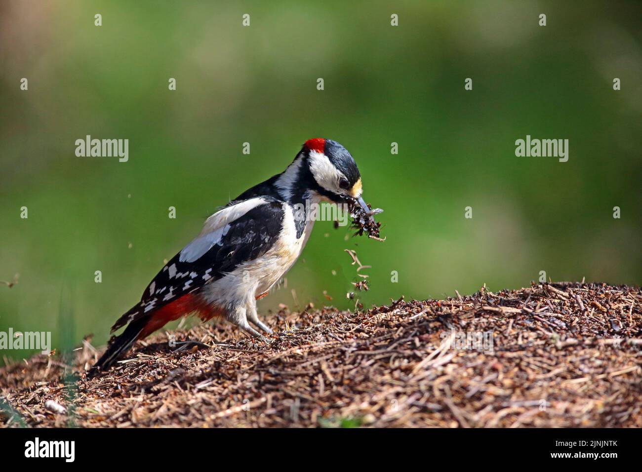 Great spotted woodpecker (Picoides major, Dendrocopos major), male collecting wood ants on an anthill, side view, Germany Stock Photo