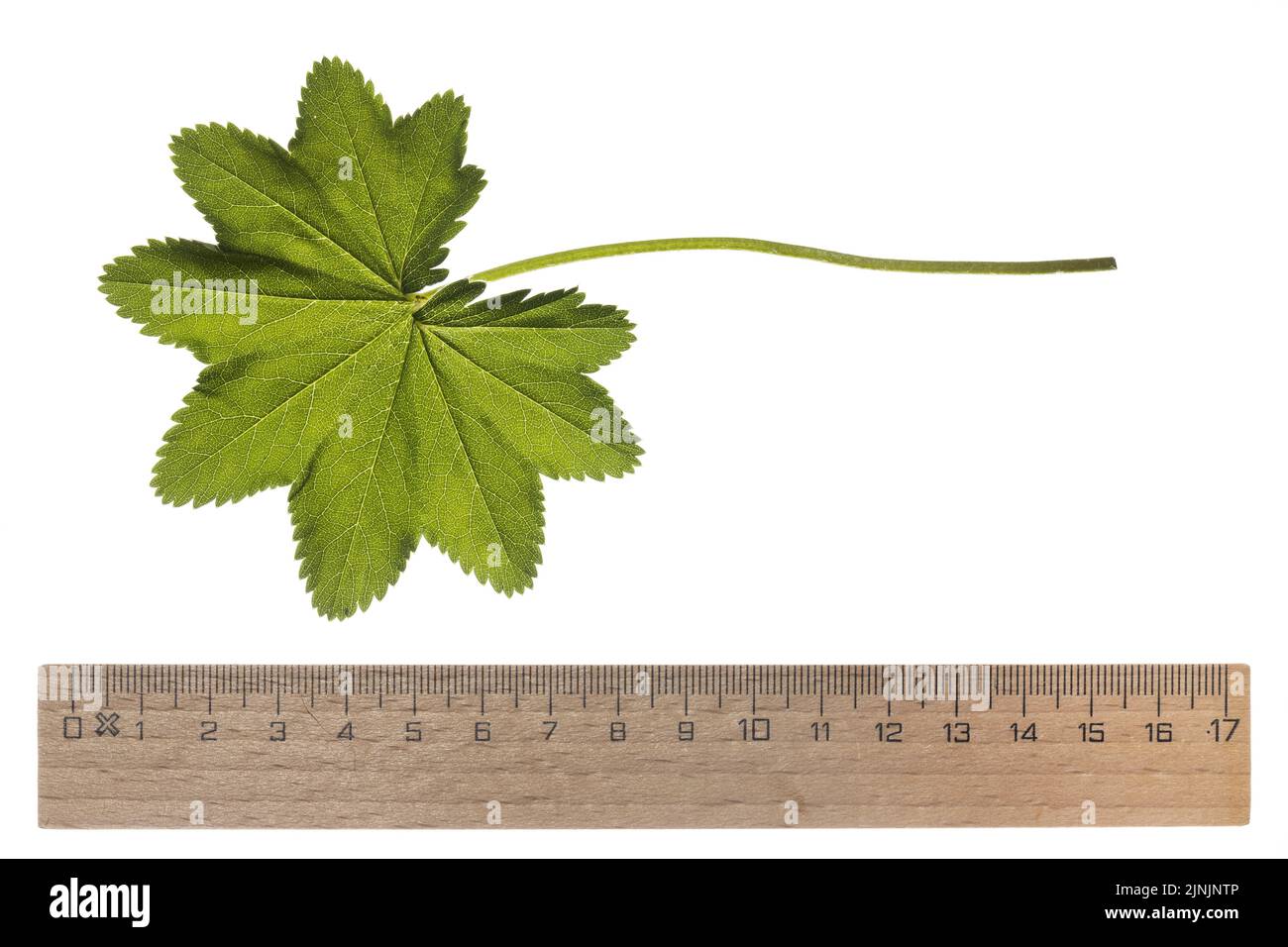 common lady's-mantle (Alchemilla vulgaris agg.), leaf with ruler, cut-out Stock Photo