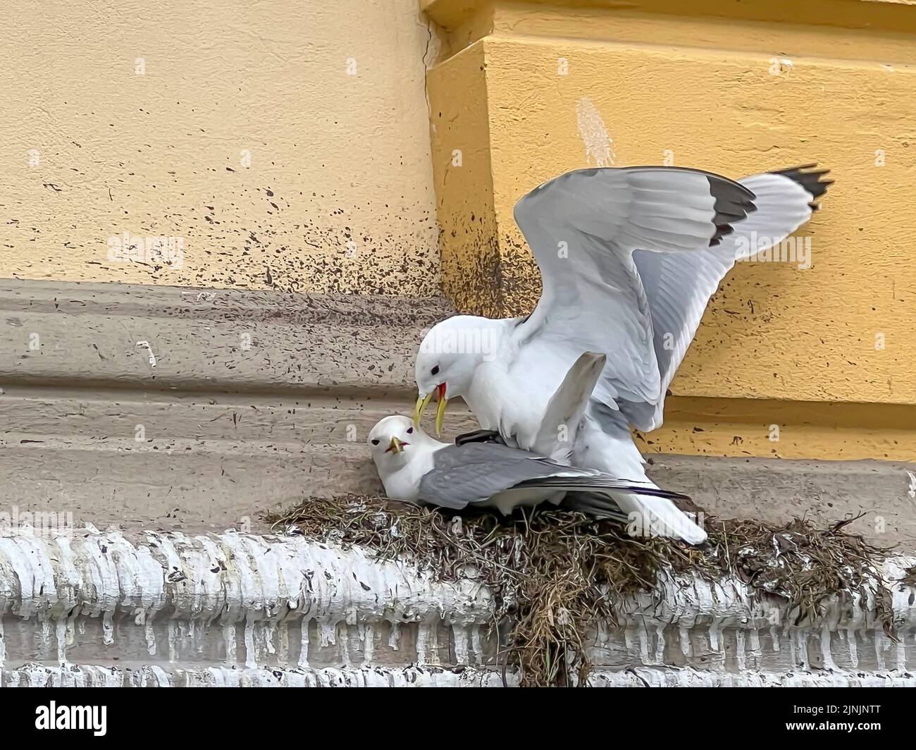 black-legged kittiwake (Rissa tridactyla, Larus tridactyla), black-legged kittiwakes mate on their nest, Norway, Troms Stock Photo