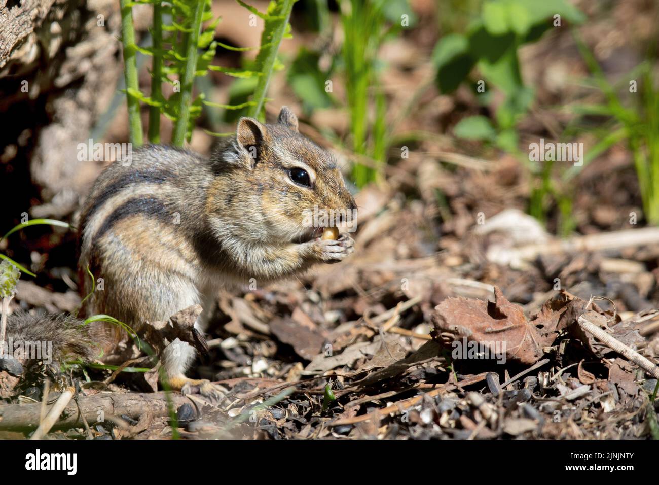 least chipmunk (Tamias minimus, Eutamias minimus, Neotamias minimus), sits feeding on the ground, side view, Canada, Manitoba Stock Photo