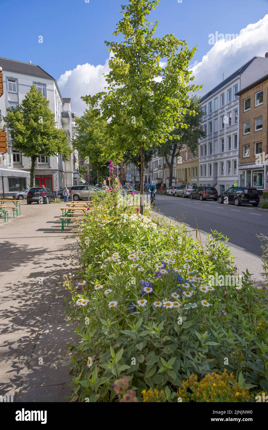 wildflower strip along a street, Germany, Hamburg Stock Photo