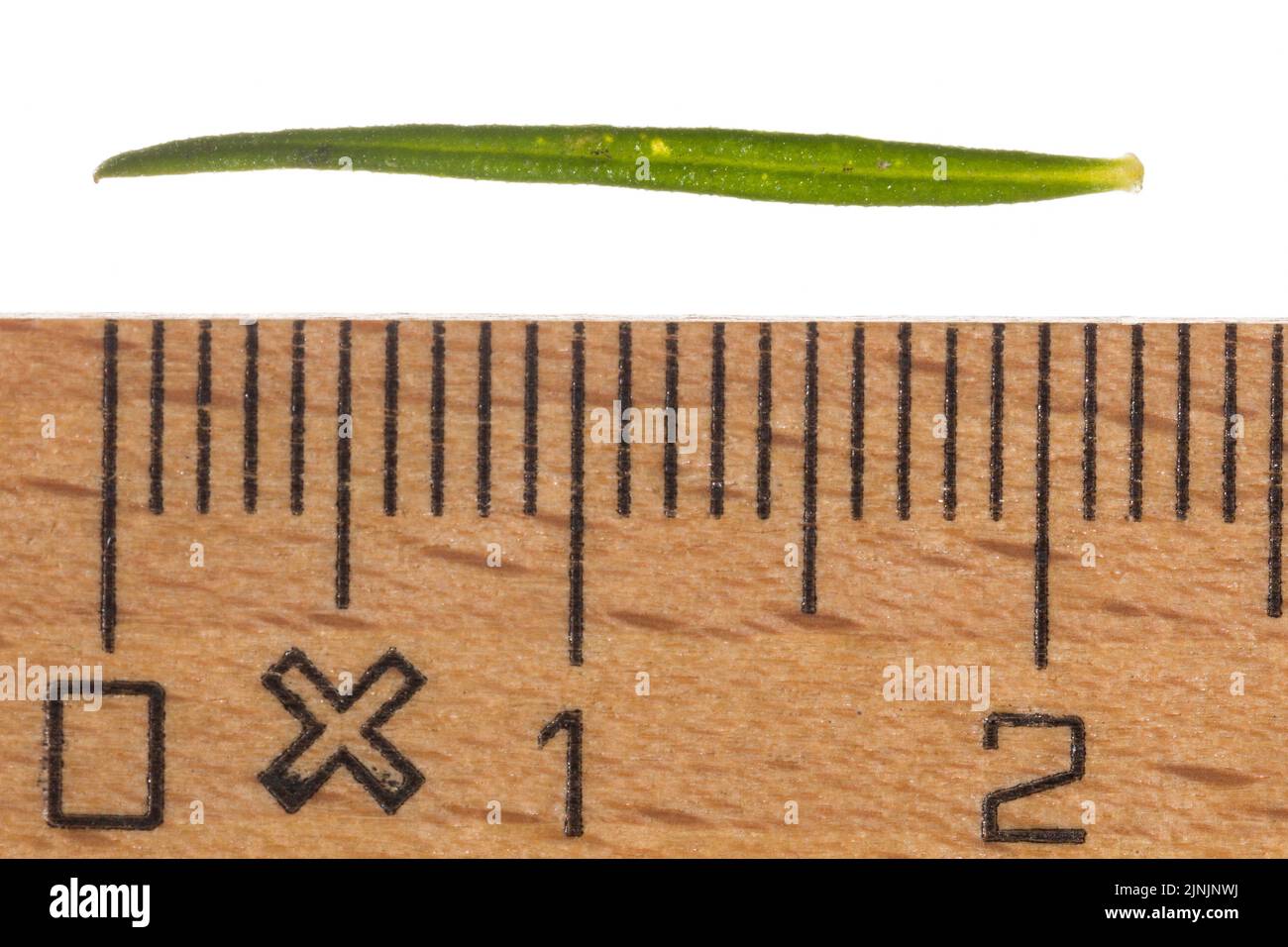 Ladys bedstraw, Yellow bedstraw, Yellow spring bedstraw (Galium verum), leaf with ruler, cut-out , Germany Stock Photo