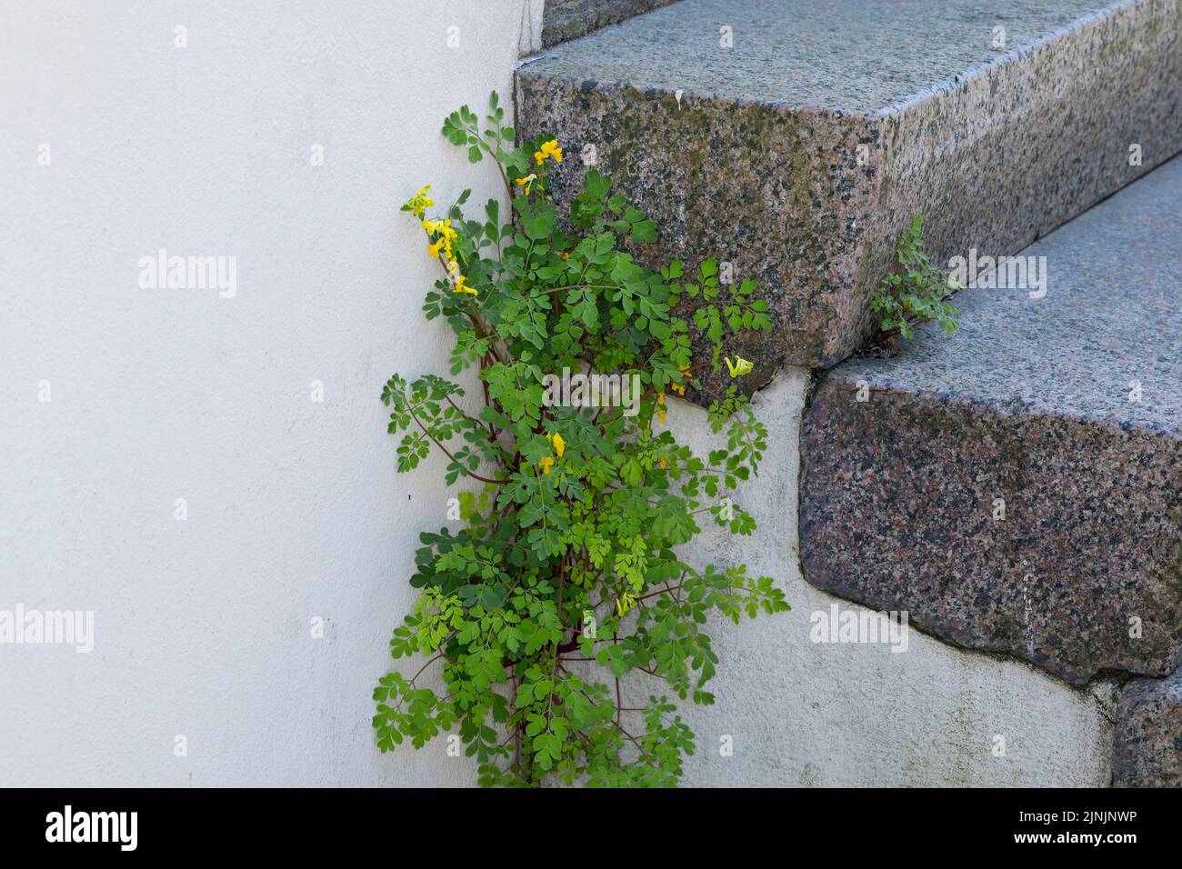 Yellow corydalis (Pseudofumaria lutea, Corydalis lutea), grows at a house wall, Germany Stock Photo