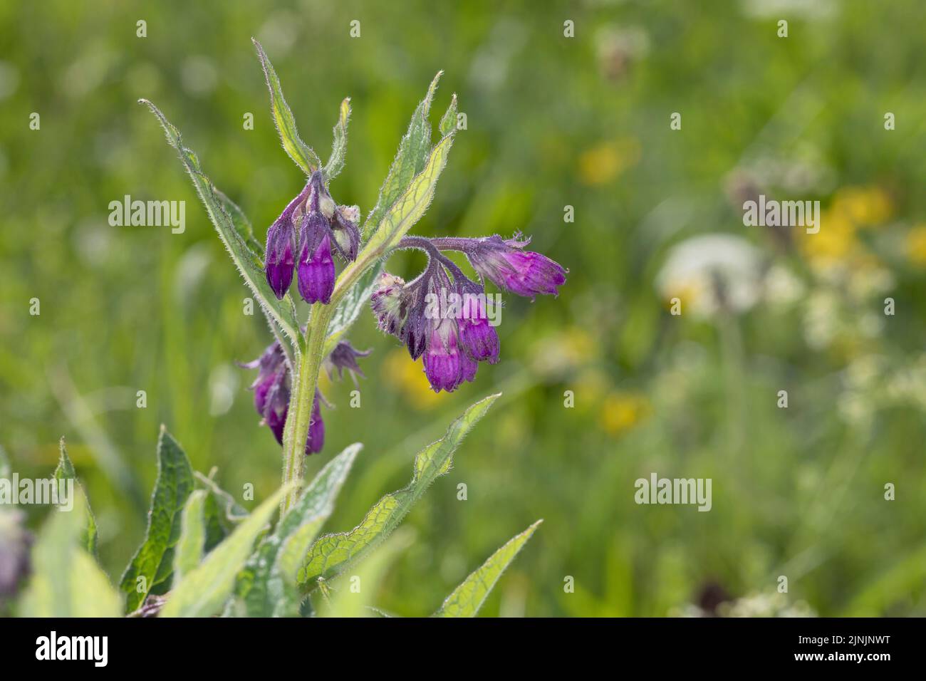 common comfrey (Symphytum officinale), blooming, Germany Stock Photo