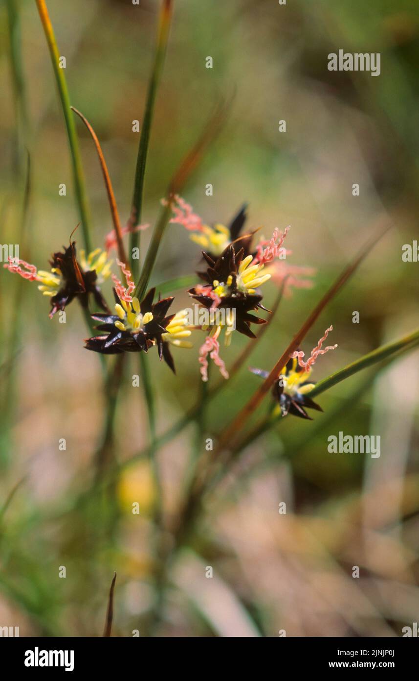 Jacquins Rush (Juncus jacquinii), blooming, Germany Stock Photo