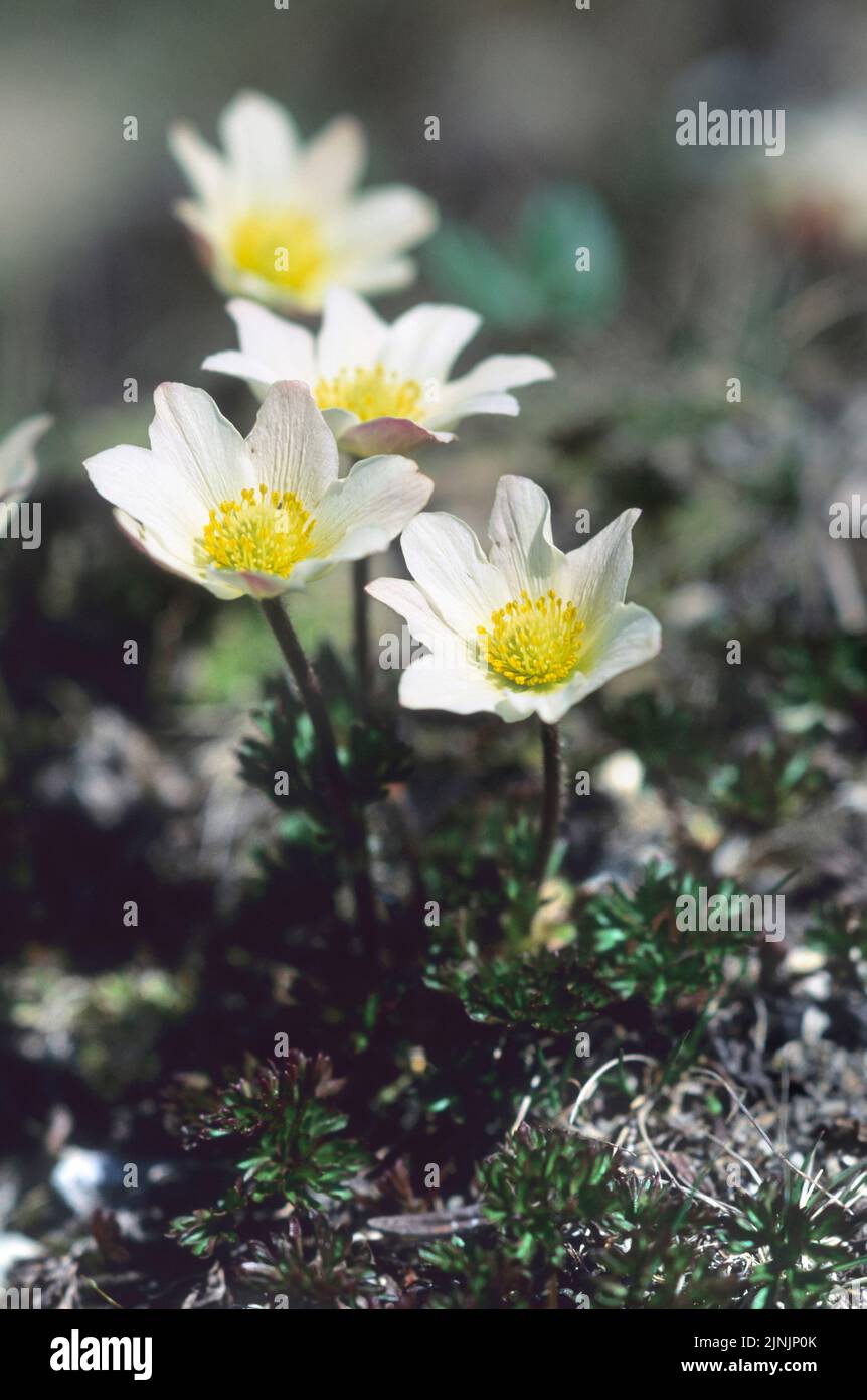Monte Baldo anemone (Anemone baldensis), blooming, Italy Stock Photo