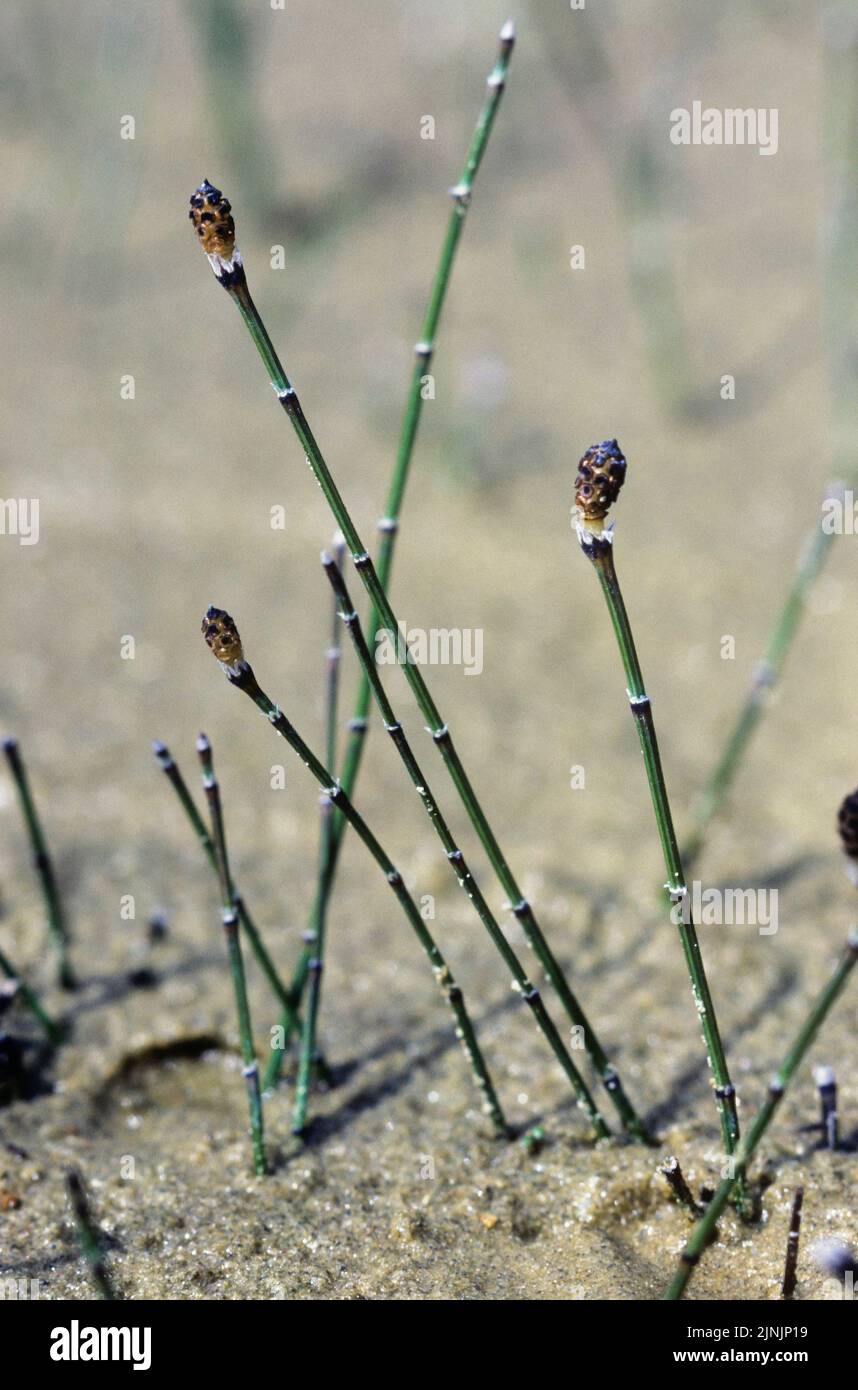 variegated horsetail, variegated scouring-rush (Equisetum variegatum), sprouts with sporangia, Germany Stock Photo