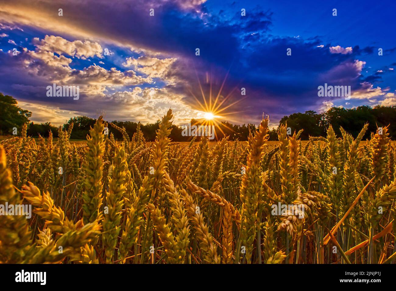 bread wheat, cultivated wheat (Triticum aestivum), wheat field in backlight, HDR, Germany Stock