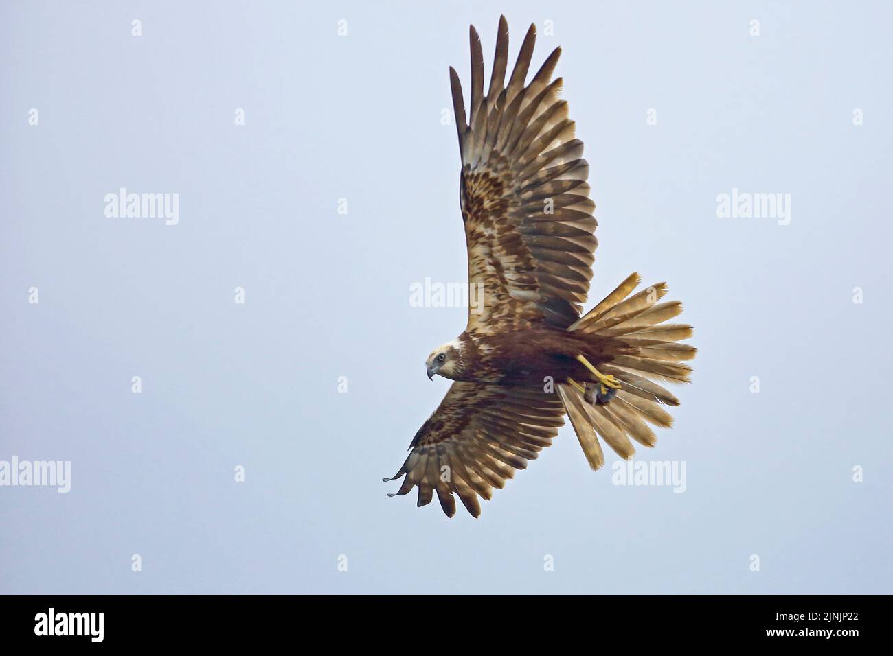 Western Marsh Harrier (Circus aeruginosus), female in flight with caught mouse in the claws, Germany Stock Photo