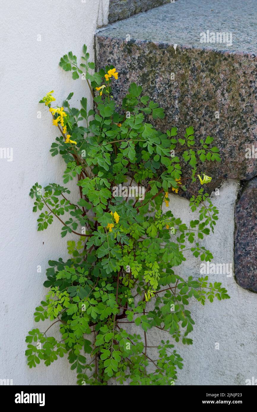 Yellow corydalis (Pseudofumaria lutea, Corydalis lutea), grows at a house wall, Germany Stock Photo
