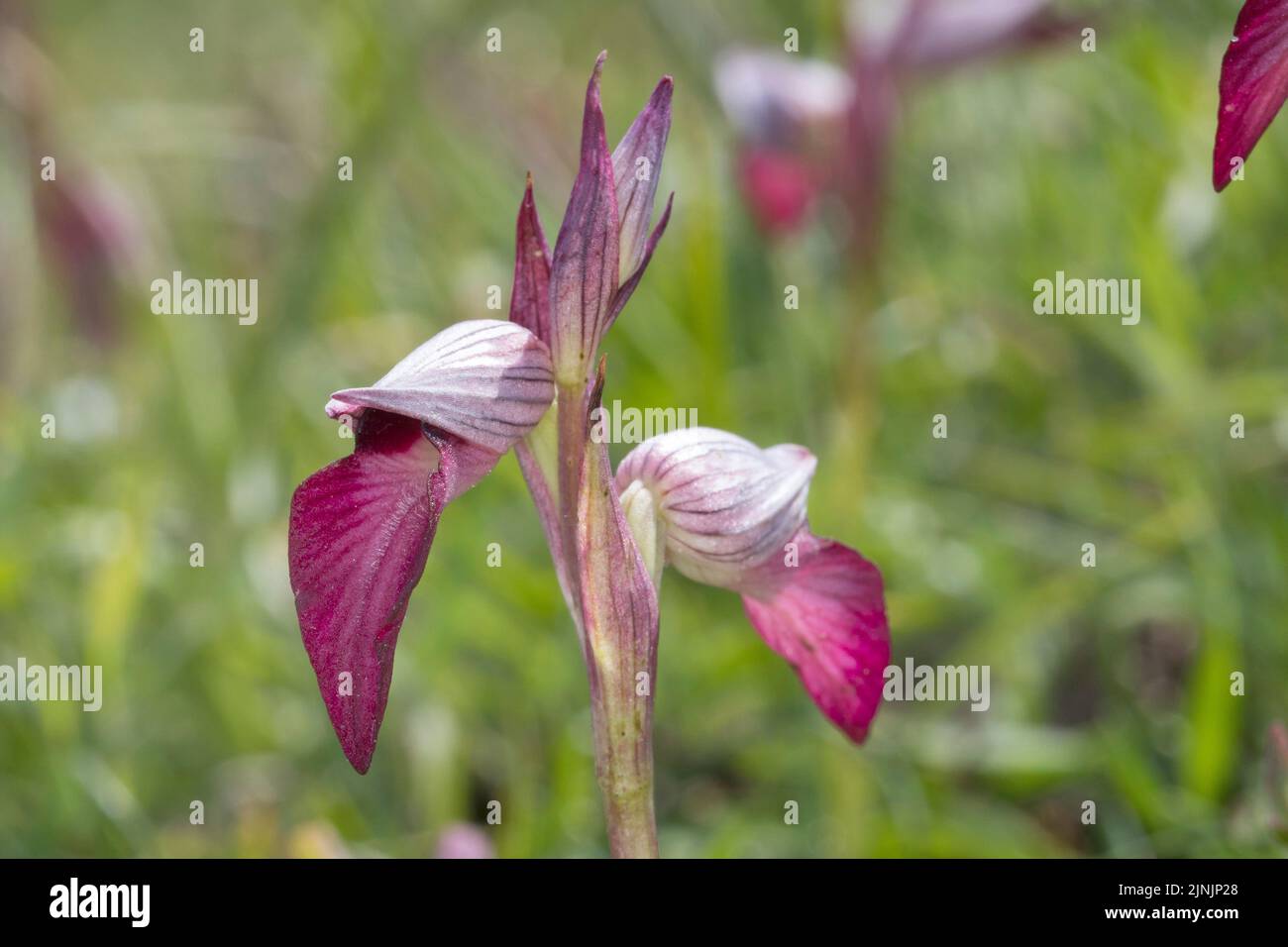 Tongue orchid (Serapias lingua), blooming, Croatia, Istria Stock Photo