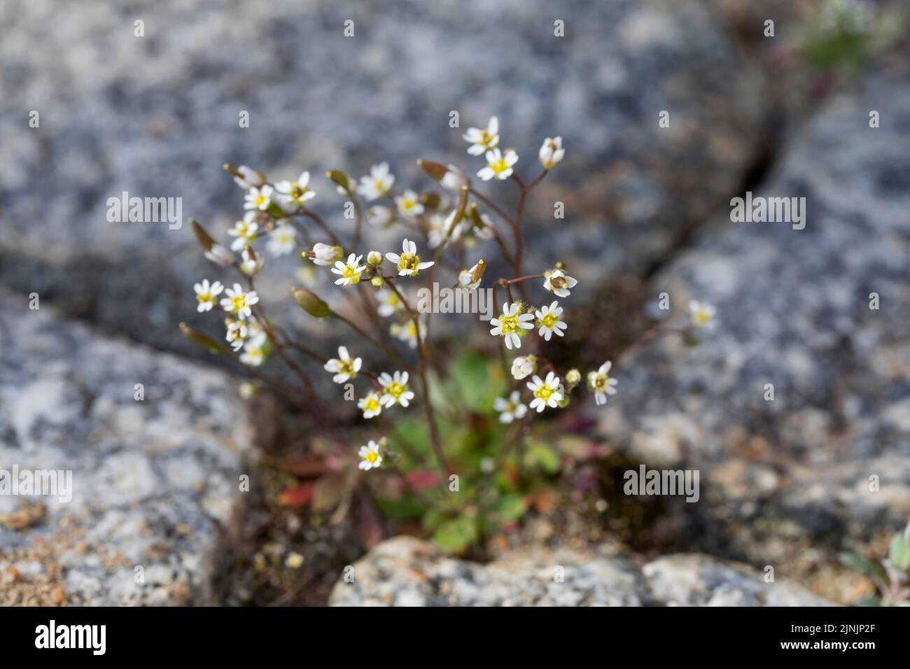 Spring draba, Shadflower, Nailwort, Vernal whitlow grass, Early witlow grass, Whitlow-grass (Erophila verna, Draba verna), grows in paving gaps, Stock Photo